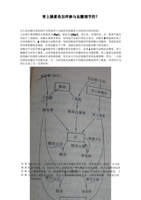 肾上腺素是怎样参与血糖调节的