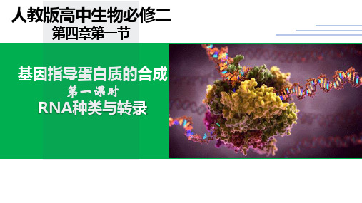 4.1 基因指导蛋白质的合成(第1课时)高一生物课件(人教版2019必修2)