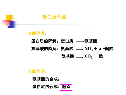 基础生物化学第十二章 氨基酸代谢.ppt