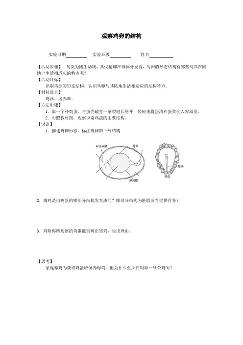 观察鸡卵的结构