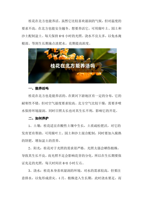 桂花在北方能养活吗