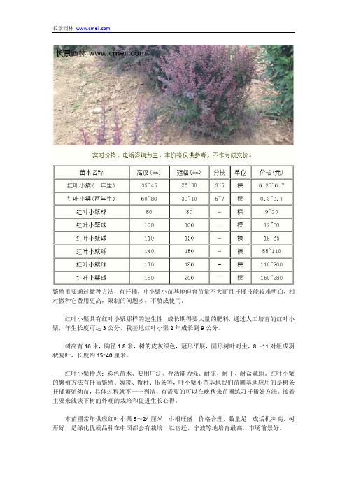 红叶小檗小苗基地