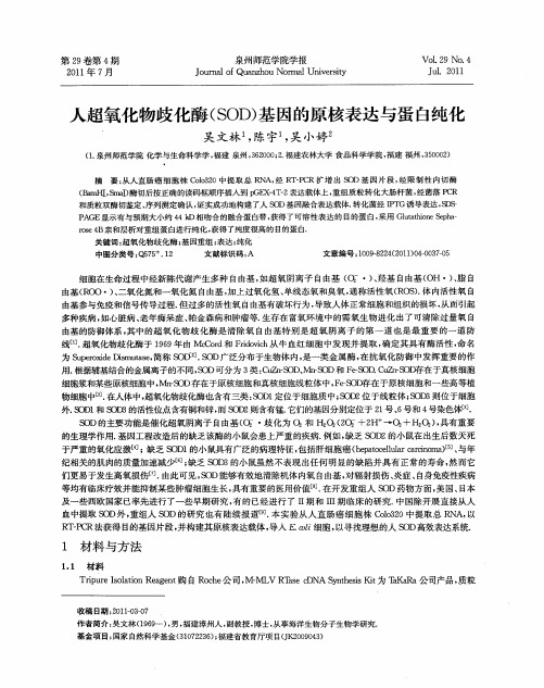 人超氧化物歧化酶(SOD)基因的原核表达与蛋白纯化