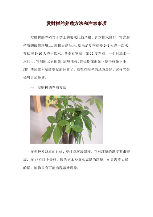 发财树的养殖方法和注意事项