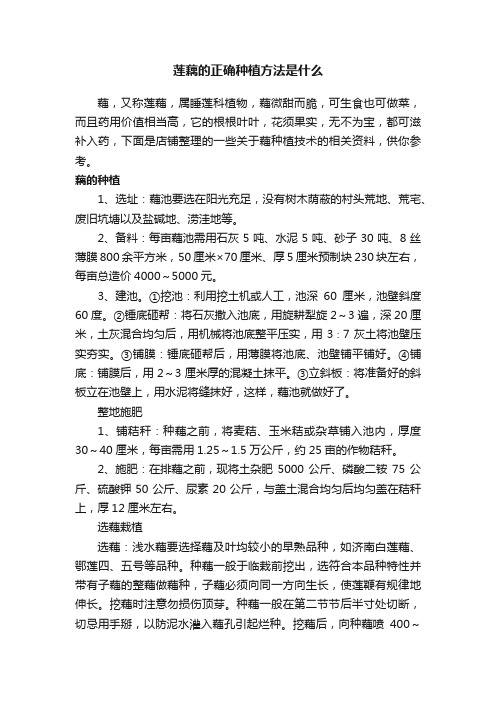 莲藕的正确种植方法是什么