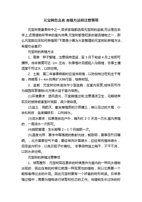 元宝树怎么养养植方法和注意事项