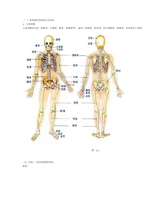 骨科知识