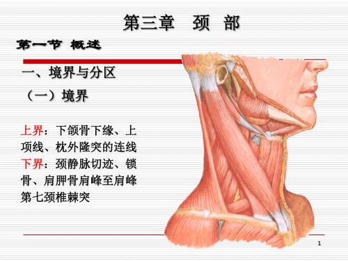 11.麻解 颈部