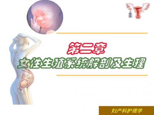 2-女性生殖系统解剖及生理 妇产科护理学