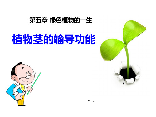 《植物茎的输导功能》PPT