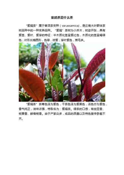 紫鹃茶是什么茶