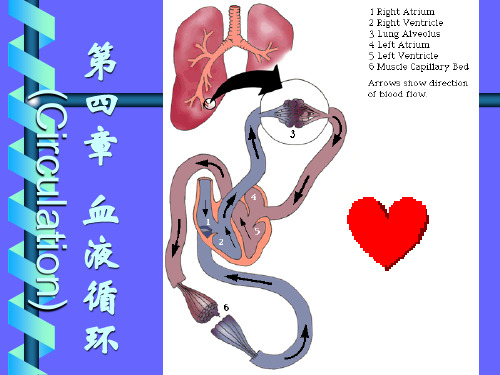 生理学：第四章 血液循环