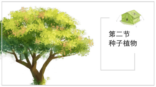 2.3.2 种子植物 课件(14张PPT)2024-2025学年生物苏教版七年级上册.ppt