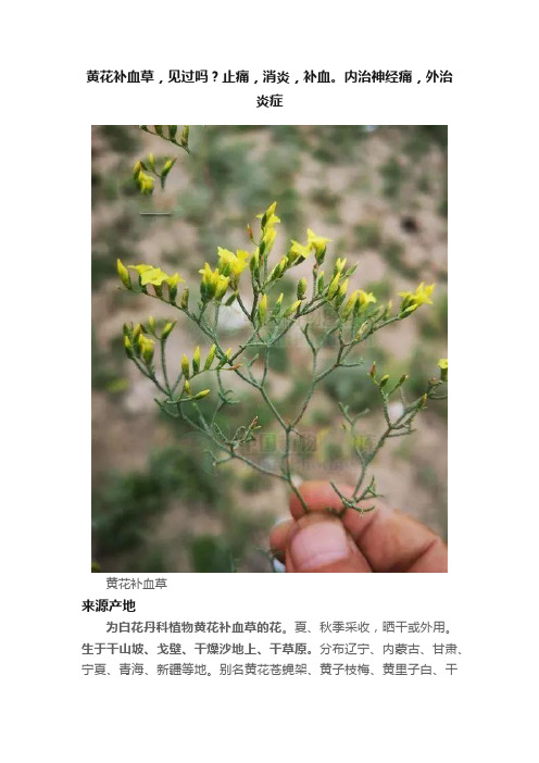 黄花补血草，见过吗？止痛，消炎，补血。内治神经痛，外治炎症