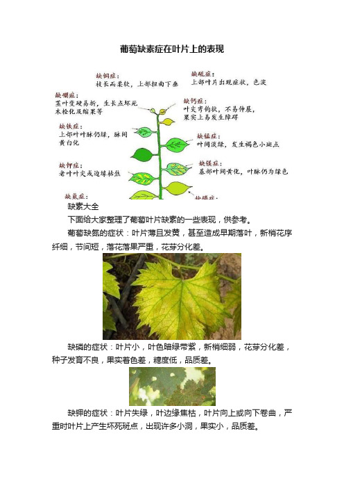 葡萄缺素症在叶片上的表现