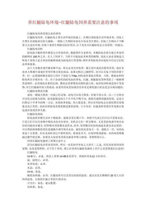 养红腿陆龟环境-红腿陆龟饲养需要注意的事项