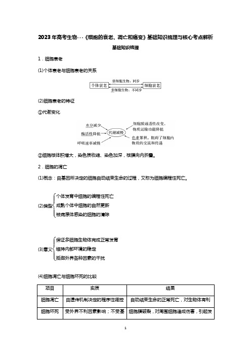 2023年高考生物---《细胞的衰老、凋亡和癌变》基础知识梳理与核心考点解析