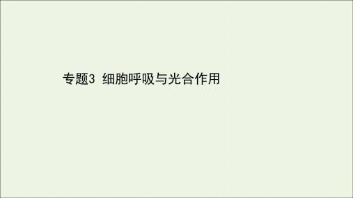 山东专用2021年高考生物一轮复习专题3细胞呼吸与光合作用课件.ppt