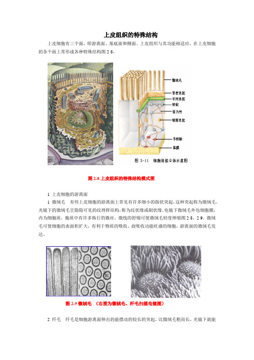 2021临床医学 上皮组织的特殊结构