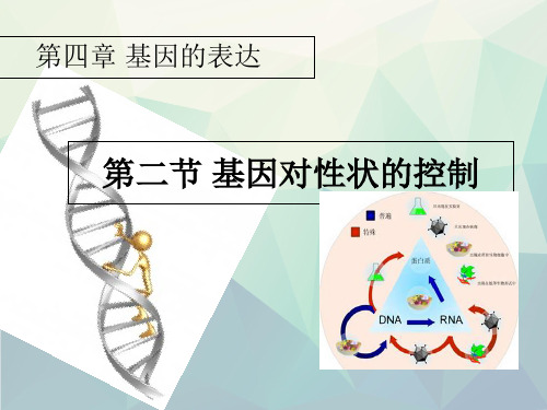 人教版高中生物必修二第四章第2节《基因对性状的控制》课件(共34张PPT)