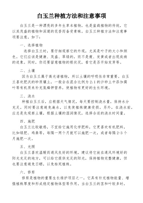 白玉兰种植方法和注意事项