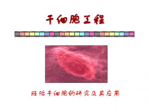 苏教版高中生物选修3第3章第2节胚胎干细胞的研究及其应用 (1)(共34张PPT)