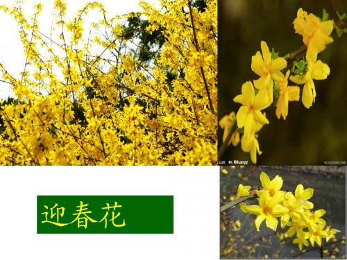 《春》基础知识