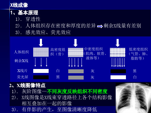 心脏影像学的解剖学基础ppt课件