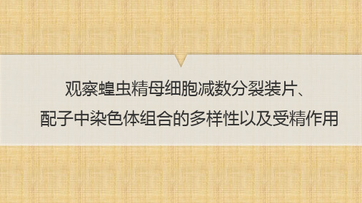 【课件】观察蝗虫精母细胞减数分裂装片、配子中染色体组合的多样性以及受精作用课件高一下生物人教版必修2