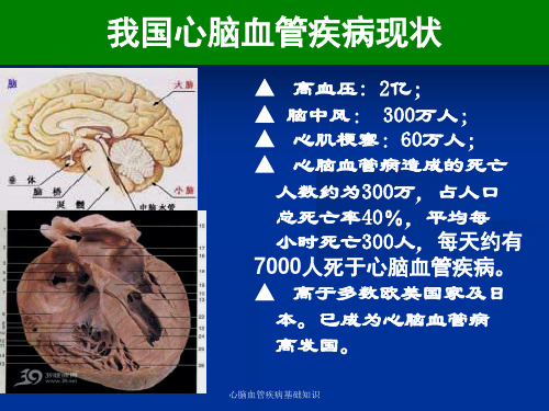 心脑血管疾病基础知识