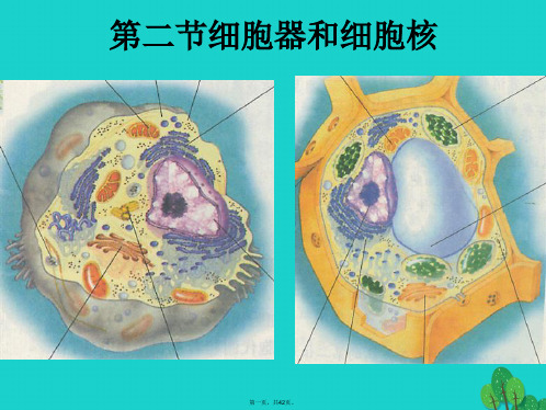 高中生物第一册第3章生命的结构基础3.2细胞核和细胞器课件3沪科版