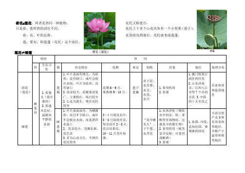 荷、莲、睡莲的区别