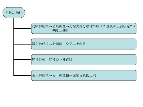 脑干核团