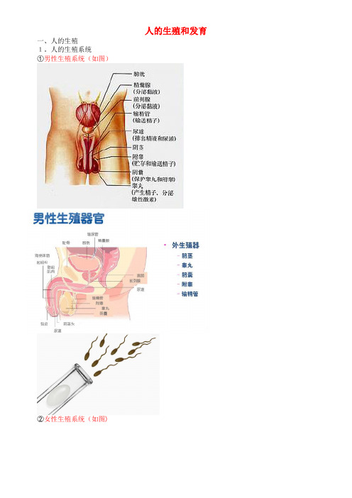中考生物复习 人的生殖和发育知识点总结 新人教版(2021-2022学年)
