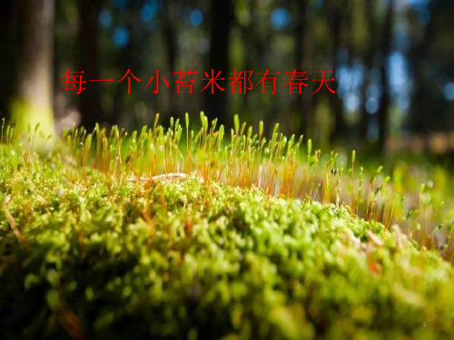 苔花如米小,也学牡丹开ppt课件
