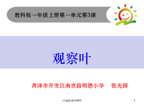 教科版一年级上1.3观察叶ppt课件