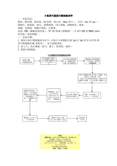 小鼠腹腔巨噬细胞培养详细方法