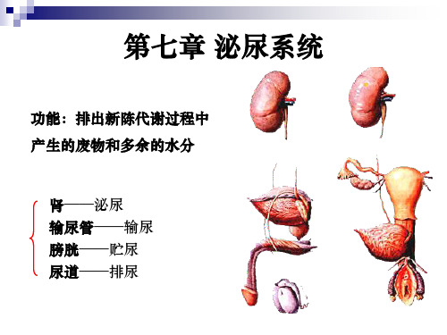 系统解剖学泌尿系统