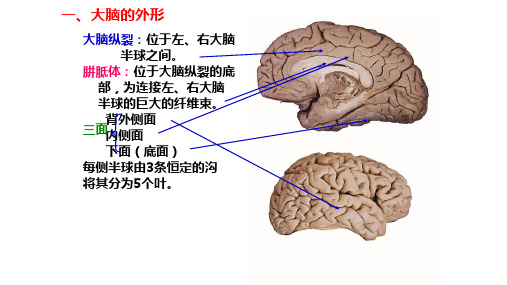 神经解剖-额叶-PPT文档