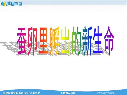 蚕卵里孵出的新生命 课件