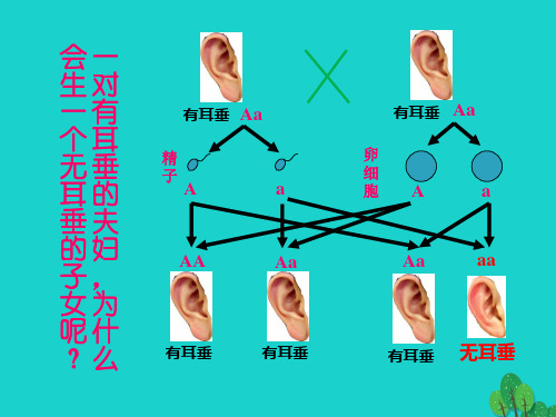 八年级生物上册 第四单元 第四章 第二节 性状的遗传 基因随配子代代相传课件 (新版)济南版