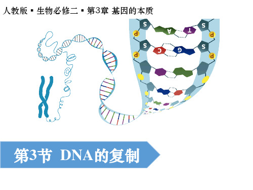 第1节 基因指导蛋白质的合成优秀课件