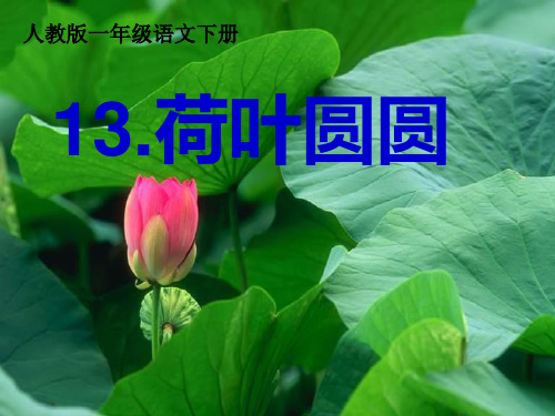 (统编版)一下《荷叶圆圆》ppt课件4