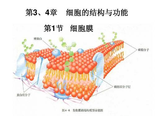 细胞的基本结构和功能