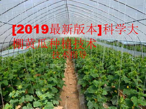 [2019最新版本]科学大棚黄瓜种植技术