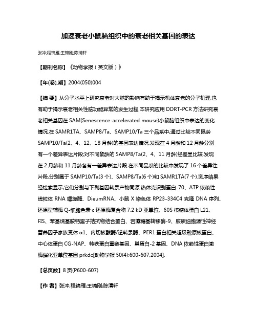 加速衰老小鼠脑组织中的衰老相关基因的表达