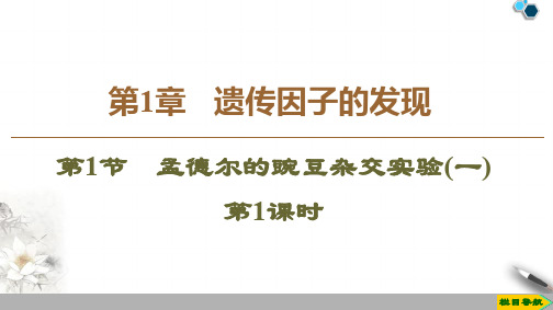 2019-2020人教版生物必修2 第1章 第1节 孟德尔的豌豆杂交实验1 第1课时课件PPT