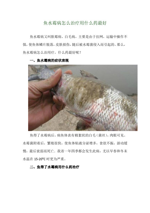 鱼水霉病怎么治疗 用什么药最好