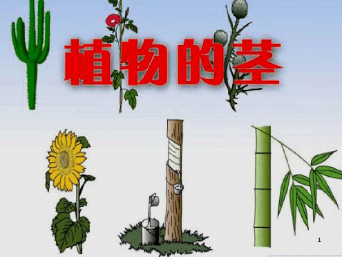 《植物的茎》PPT课件