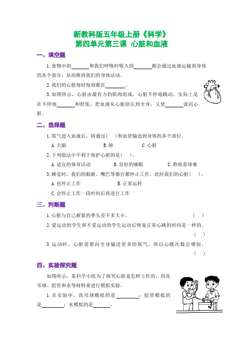 新教科版五年级上册《科学》课时练习第四单元第三课  心脏和血液【后附参考答案】